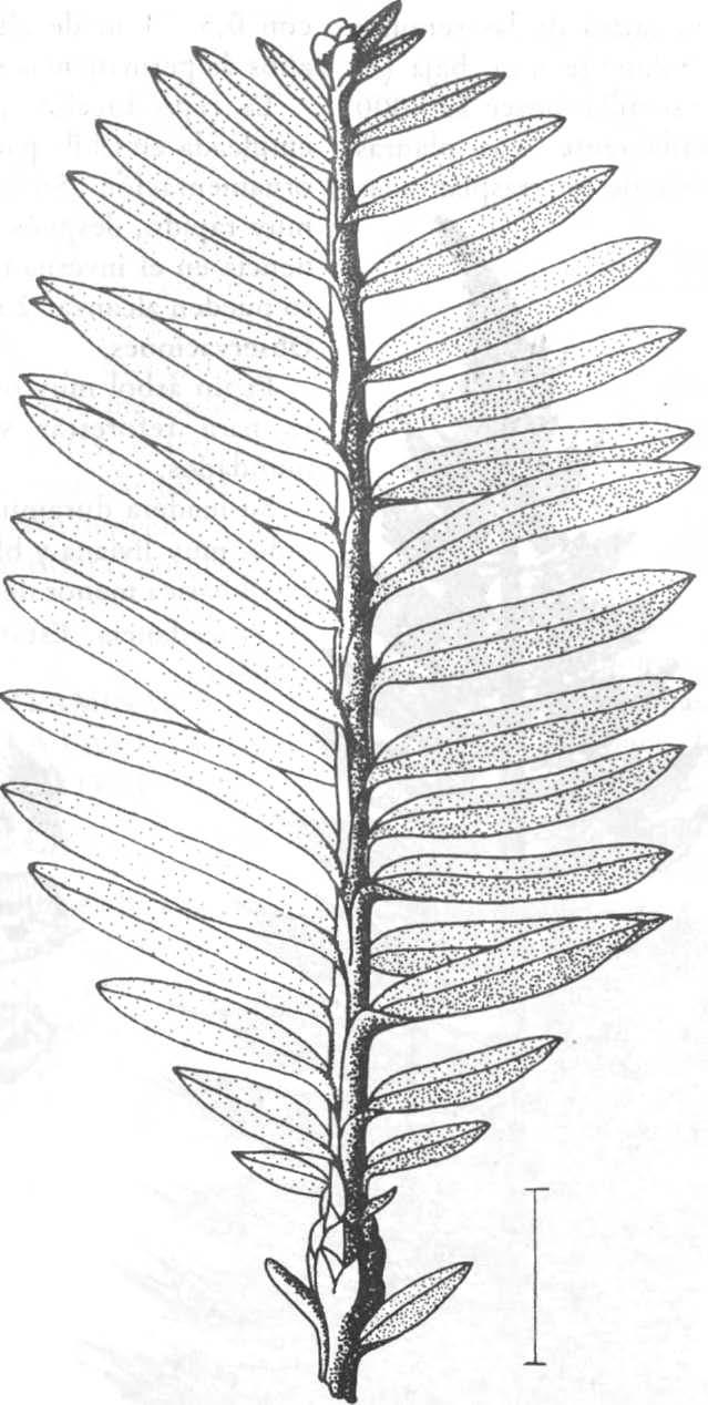 6 G. Rodríguez R., R. Rodríguez R.. Sequoia sempervirens. Fig. 3: Ramilla con sus hojas. Taxodium distichum (L.) Rich. (Ciprés calvo) Arbol de copa piramidal.