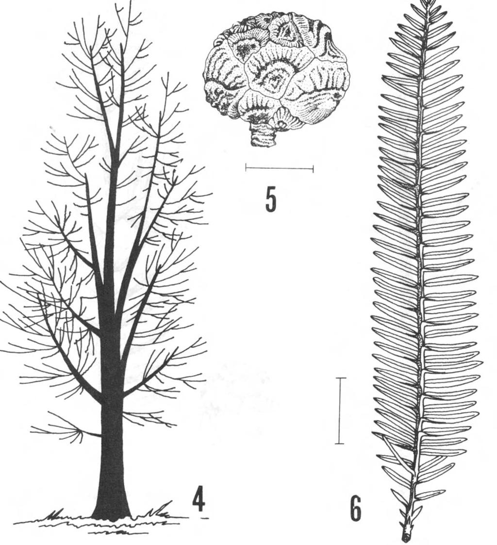 Las especies de Taxodiaceae cultivadas en Chile llo-rojizo antes de caer. Yemas terminales solitarias, de 2-3 mm de largo, formadas por varias brácteas imbricadas, globosas.