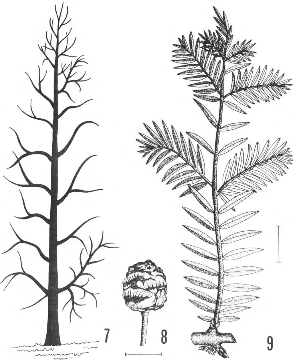 G. Rodríguez R., R. Rodríguez R. Metasequoia glyptostroboides. Fig.