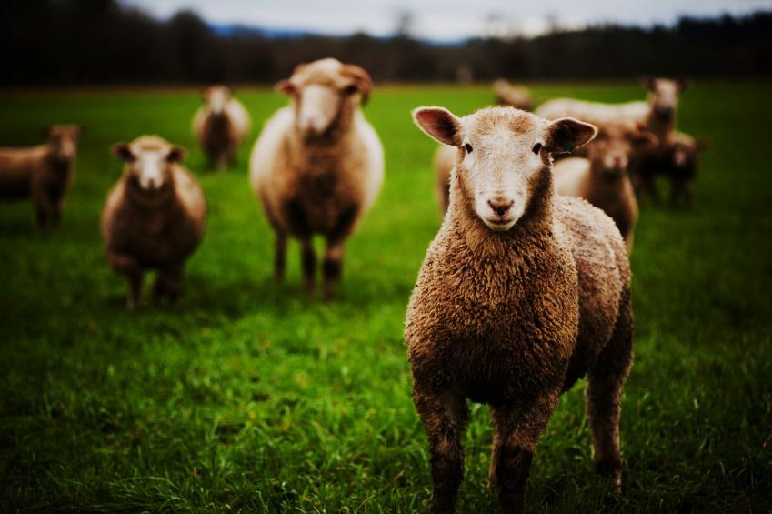 Cuidado Pastoral Por que Dios pide tanto cuidado para sus ovejas? Características de las ovejas: La oveja es un animal torpe. La oveja no tiene sentido de dirección.