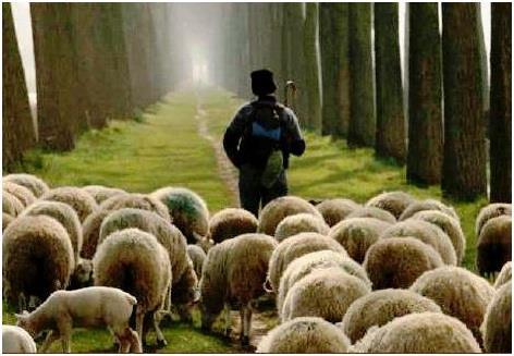 Que es un pastor? En griego poimeri significa guía, el que dirige, un apacentador; es aquel que cuida, atiende, alimenta y protege el rebano.