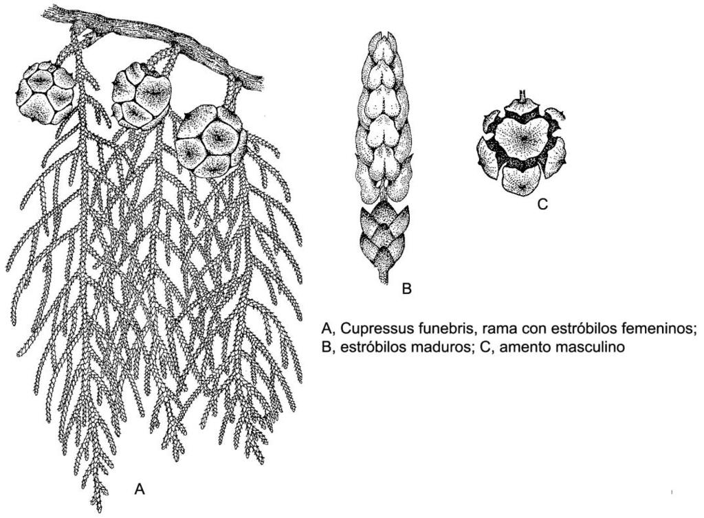 3.CUPRESACEAS: Árboles o arbustos de hojas generalmente escuamiformes, opuestas o en verticilos de 3.