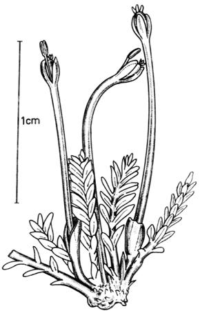 SUBCLASE ROSIDAE II Orden Podostemales Familia Podostemaceae (46/260); [5/12] Hierbas acuáticas,