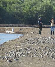 CONCLUSIONES Los Conteos de aves playeras se llevaron a cabo en 10 unidades predefinida segun el hábitat, entre los principales hallazgos encontrados se encuentran: El Delta Estero Real califica como