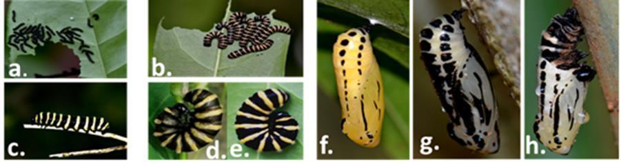 Fig. 5 a. Larva 1 de M. confusa; b. Larva 2; c. Larva 3; d. Pre-pupa laboratorio; e. Pre-pupa campo; f. Pupa final; h.