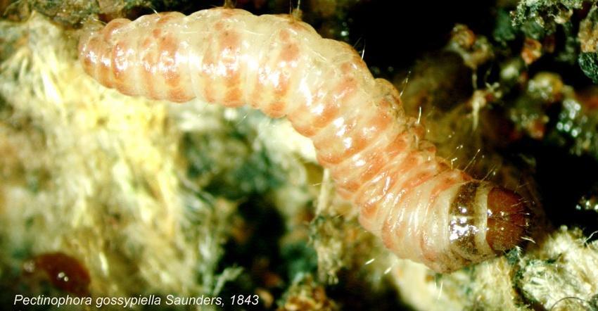 El gusano rosado (Pectinophora gossypiella Saunder) llegó a México en 1911 procedente de Brasil a través de la importación de semilla originaria de Egipto, confirmándose la presencia de la plaga en