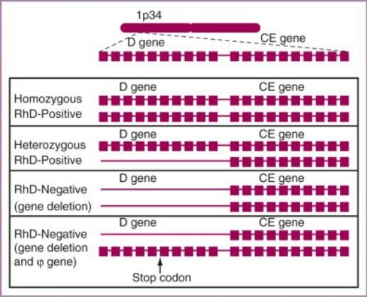 Genética El locus para el antígeno Rh se localiza en el brazo corto del cromosoma 1.