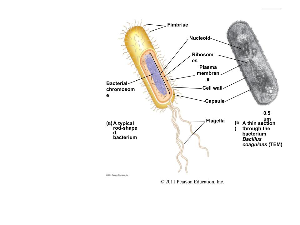 Célula procariota: