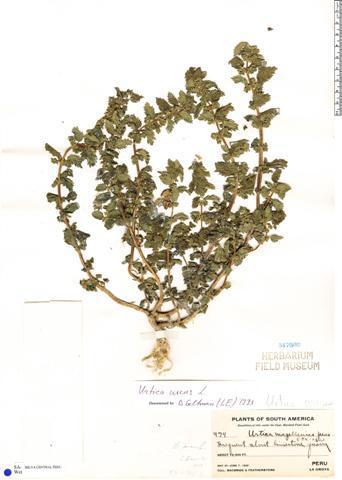 F. C. Juárez - Urticaceae 15 4. Urtica urens L. (Foto 6) Hierba erecta, anual, con tallos estriados, suculentos, con pelos urticantes.