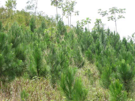 e) plantación de Pinus caribea en Bas-Mérande