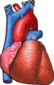Sistema Cardiovascular Aumento del