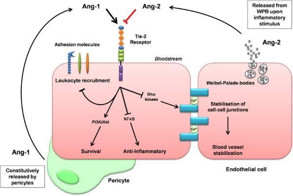 INTRODUCCIÓN que este receptor tiene un papel fundamental en la maduración y el mantenimiento de la estructura vascular tras la unión de las angiopoietinas (138).