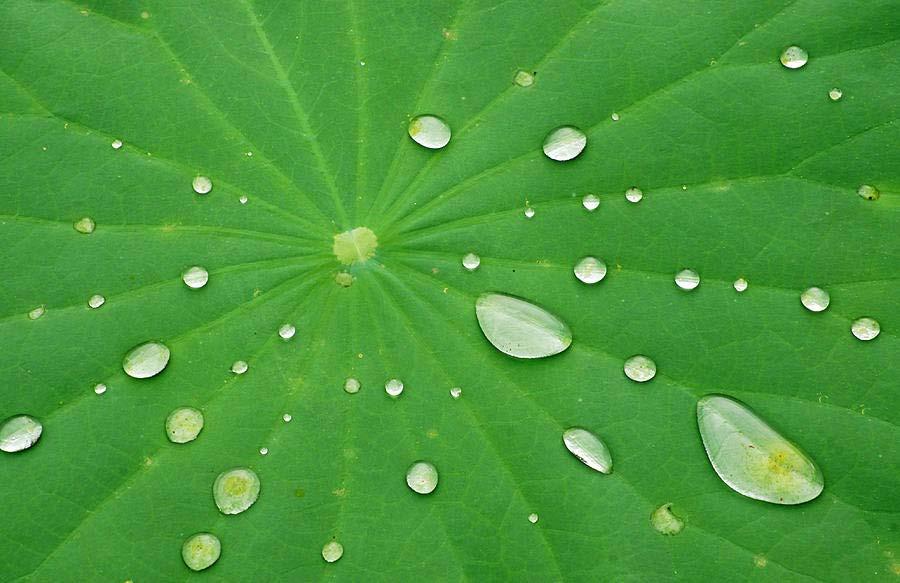 Llegeix el text següent: El lotus és una planta aquàtica d origen asiàtic coneguda pel comportament superhidrofòbic de les seves fulles. Què vol dir superhidrofòbic?