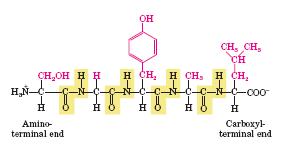 Los péptidos son polímeros de aminoácidos de PM menor a 6000 daltons ( <50 aa) Dipéptido: 2 aa Tripéptido: 3 aa Tetrapéptido: 4 aa