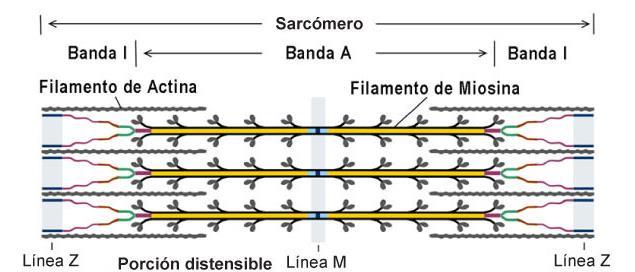 EL SARCÓMERO Los límites del sarcómero se denominan líneas Z.