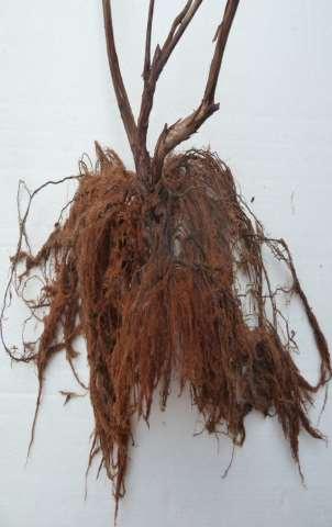 Pudrición de la raíz producida por