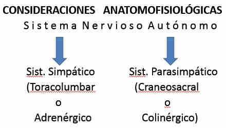 PRINCIPIOS DE LA NEUROTRANSMISIÓN EN EL SISTEMA NERVIOSO AUTÓNOMO PASOS INVOLUCRADOS EN EL MECANISMO DE LA NEUROTRANSMISIÓN: 1. Biosíntesis del Neurotransmisor 2. Almacenamiento del Neurotransmisor 3.