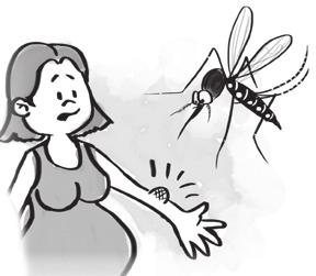 La persona sana se enferma y un nuevo mosquito la pica La responsabilidad de prevenir la reproducción de los mosquitos transmisores del dengue,
