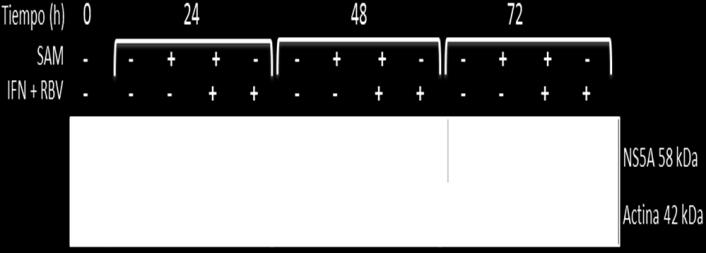 proceso de realización de Western blot; en la figura b) se muestran las células HuH 7 parentales y en la c) las