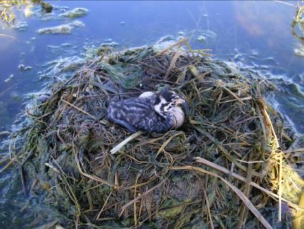 Podilymbus podiceps: nido con huevo y pichón encontrado en Laguna Buena Vista, Chaco Central. Foto: Arne J. Lesterhuis.