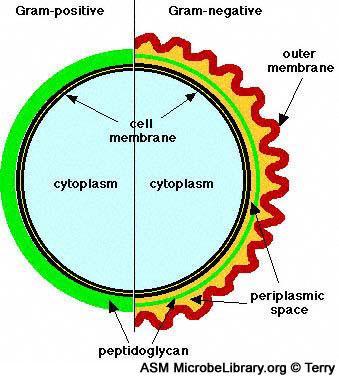 Envolturas bacterianas gram (+) gram (-) membrana externa