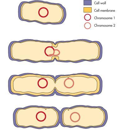 Cómo se multiplican las bacterias? Pared celular Membrana celular Cromosoma 1 Cromosoma 2 Fisión binaria 1.