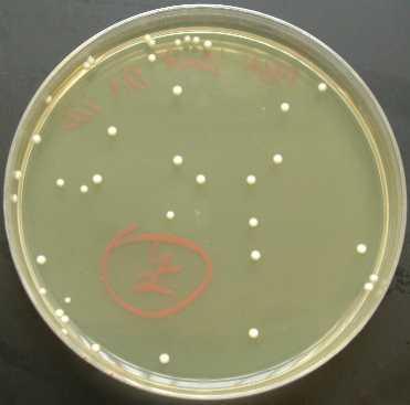 Crecimiento bacteriano Cómo se mide el crecimiento bacteriano?