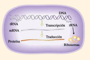 Funciones del genoma bacteriano Replicación Expresión de
