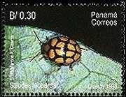 haroldi Coleoptera : Chrysomelidae : Stilodes