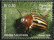 fuscolineata Coleoptera : Chrysomelidae : Platyphora