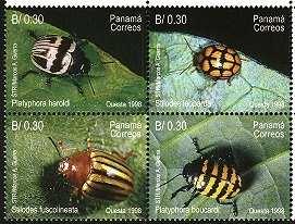 Chrysomelidae : Stilodes fuscolineata + Coleoptera :