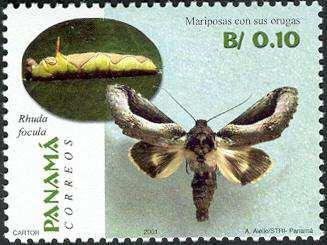 Noctuidae : Rhuda focula Lepidoptera : Nymphalidae : Morphinae :