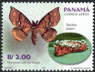 Lepidoptera : Noctuidae : Rhuda focula + Lepidoptera :
