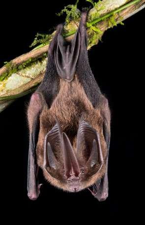 Orange nectar bat Lonchorhina