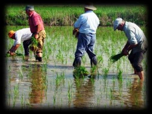 La escasez de agua y la producción agrícola: el caso del arroz El cultivo del arroz requiere para su desarrollo