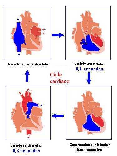 Ciclo cardíaco Corresponde a los eventos mecánicos guiados por las válvulas cardíacas que permiten que la sangre tenga un flujo unidireccional a través del corazón.