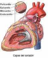 Anatomía del corazón Se encuentra ubicado en la cavidad