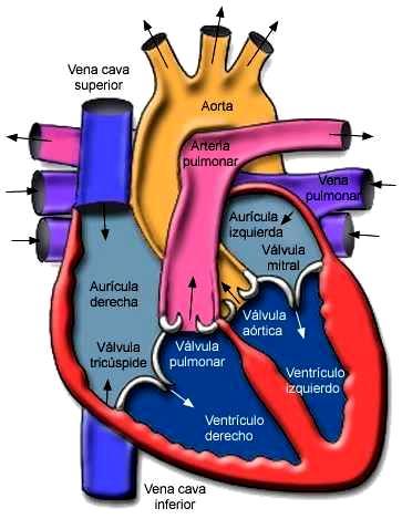 CORAZÓN Venas cavas AD VD Arteria pulmonar