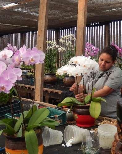 Cadena florícola en Paraguay Productores: dinámica significativa de innovación aprovechan la ayuda pública disponible para : capacitarse, adquirir plantas o infraestructura Utilizan: capacitaciones