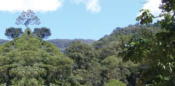 BOSQUES MONTANOS DE NEBLINA Bosques densos y húmedos en zonas de selva, ubicados