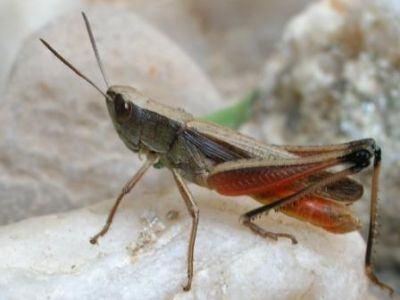 Familia: Acrididae N.C. Dichromorpha australis Adultos presentes de diciembre hasta abril. Es común en los lugares bajos y húmedos (Silveira Guido et al.