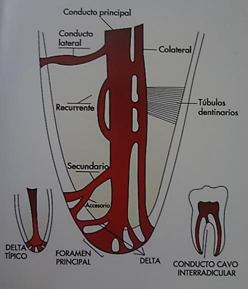 4 e) Conducto cavo interradicular, es aquel que nace del piso de la cámara pulpar de una pieza multirradicular y termina finalmente hacia la el periodonto en zona de furca.