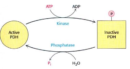 Regulación por modificación covalente PDH activa Quinasa Fosfatasa PDH inactiva Una quinasa específica (PDK) fosforila y desactiva la piruvato deshidrogenasa (E1 de PDH).