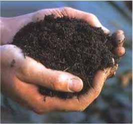 En 1 g de suelo sano se pueden encontrar millones de microorganismos, la mayoría desconocidos para los científicos.