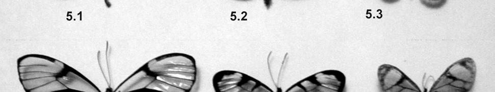 2 Ithomia terra Hewitson, 1852 (Modelo); 5.