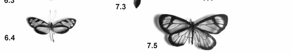 1 Oleria satineza (Haensch, 1903); 7.