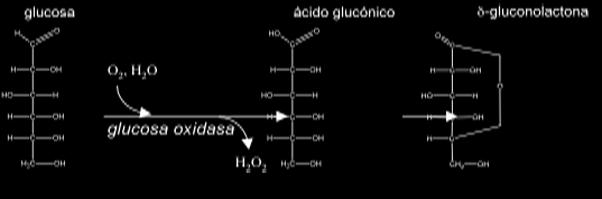 En el método GOD- POD, en un primer paso la glucosa oxidasa cataliza la oxidación de la D- glucosa a ácido D- glucónico con formación de peróxido de hidrógeno.