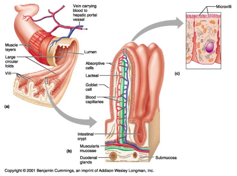 boca estómago intestino delgado intestino grueso digestión química absorción