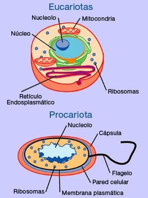 Célula Procariota