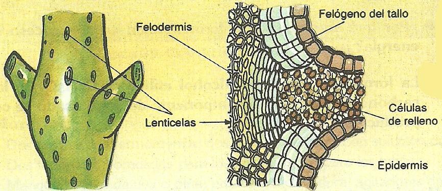 Peridermis: Forma la corteza externa de raíces y tallos de una determinada edad (en general superior a un año).